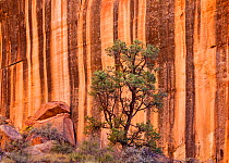 Pinyon pine (Pinus sp) Capitol Reef National Par, Utah, USA, October.