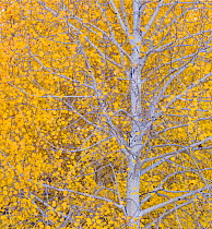 Quaking aspen (Populus tremuloides) Dixie National Forest, Boulder Mountains, Utah, October.
