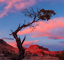 Utah juniper (Juniperus osteosperma) ancient tree at dawn. Wolverine Canyon, Grand Staicase-Escalante National Monument, Utah, in dawn light.