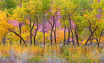 Freemont cottonwood trees (Populus fremontii) in autumn, Capitol Reef National Park, Utah, America, October.