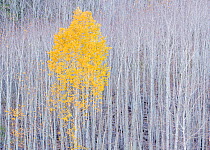 Quaking aspen (Populus tremuloides) in autumn colours with tree trunks behind, Dixie National Forest, Utah, October.