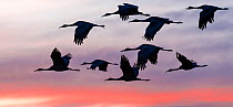 Sandhill crane (Grus canadensis) flock silhouetted in flight, New Mexico, USA, December.