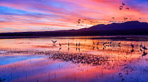 Sandhill cranes (Grus canadensis) in  Bosque del Apache National Wildlife Refuge at sunset, New Mexico, USA, December.