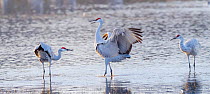 Sandhill cranes (Grus canadensis) group of three at their night roost pond, Bosque del Apache National Wildlife Refuge,