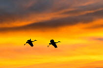 Sandhill crane (Grus canadensis) two in flight, silhouetted at sunset, Bosque del Apache National Wildlife Refuge, New Mexico, December.