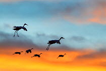 Sandhill crane (Grus canadensis) flock in flight, silhouetted at sunset, Bosque del Apache National Wildlife Refuge, New Mexico, December.