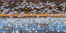 Sandhill cranes (Grus canadensis) and Snow geese (Chen caerulescens) Bosque del Apache National Wildlife Refuge, New Mexico, USA, December.