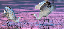 Sandhill cranes (Grus canadensis) mating dance at sunset, Bosque del Apache National Wildlife Refuge, New Mexico, USA, December.