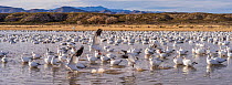 Snow geese (Chen caerulescens) arge flock,  Bosque del Apache, New Mexico, USA, December.
