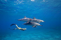 Woman swimming with Hawaiian / Gray's Spinner Dolphins (Stenella longirostris longirostris), off Ho'okena Beach, South Kona, Hawaii, USA, Central Pacific Ocean. Model released