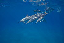 Pod of Hawaiian / Gray's Spinner Dolphins (Stenella longirostris longirostris), one dolphin is playing with a leaf draped across its tail fluke, Ho'Okena, South Kona, Hawaii, USA, Central Pacific Ocea...