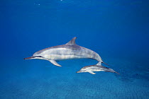 Hawaiian / Gray's Spinner Dolphin (Stenella longirostris longirostris) mother with calf that has a round wound from the bite of a cookie cutter shark, off Ho'okena Beach, South Kona, Hawaii , USA, Cen...