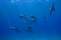 Pod of Hawaiian / Gray's Spinner Dolphins (Stenella longirostris longirostris), off Ho'okena Beach, South Kona, Hawaii , USA, Central Pacific Ocean.