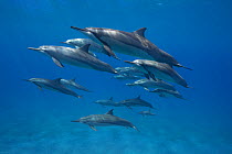 Pod of Hawaiian / Gray's Spinner Dolphins (Stenella longirostris longirostris), off Ho'okena Beach, South Kona, Hawaii , USA, Central Pacific Ocean.