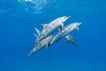 Hawaiian / Gray's Spinner Dolphin (Stenella longirostris longirostris) pod, Ho'Okena, South Kona, Hawaii , USA, Central Pacific Ocean.