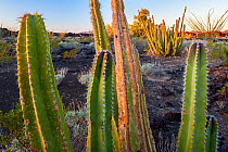 Senita cacti (Lophocereus schottii) in the Pinacate and Grand Desert Biosphere Reserve, surrounding the border wall along the US-Mexican border through the Sonoran Desert in Arizona and Mexico.