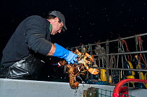 Lobsterman packs American lobsters (Homarus americanus) at end of day from lobster pots, Yarmouth Maine USA October. Model released.