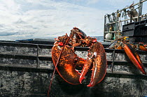 American lobsters (Homarus americanus) trying to escape from lobster pots, Portland, Maine USA October