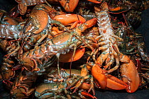 American lobsters (Homarus americanus) caught in trap, Yarmouth, Maine, USA October