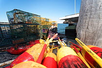 American lobster (Homarus americanus) traps being unloaded at end of season, Maine, USA October