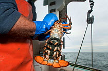 Lobsterman holds American lobster (Homarus americanus) female carrying eggs on underside of tail, it is illegal to catch animal with eggs so this will be returned to the sea, Portland, Maine, USA Octo...