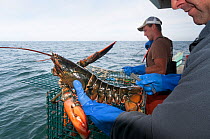 Lobsterman holds a fine specimen of American lobster (Homarus americanus) Portland, Maine USA October. Model released.