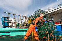 Lobsterman prepares to set traps for American lobsters (Homarus americanus) Portland, Maine USA October. Model released.