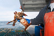Lobsterman checks underside of American lobster (Homarus americanus) to see if it is carrying eggs, Portland, Maine, USA October. Model released.