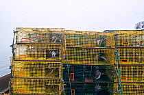American lobster (Homarus americanus) traps baited with fish and waiting to be set, Portland, Maine, USA October