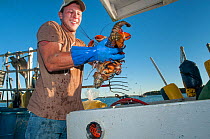 Fishermen unloading American lobsters (Homarus americanus) Portland, USA October. Model released.