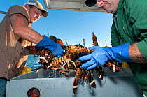 Fishermen unloading American lobsters (Homarus americanus) Portland, Maine USA October. Model released.