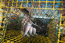 American lobster (Homarus americanus) pot baited and ready to fish, Portland, Maine USA October
