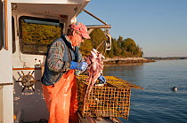 Lobsterman baits his trap before returning it to fish for American lobster (Homarus americanus) Yarmouth, Maine USA October. Model released.