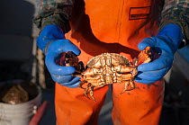 Lobsterman holds Stone crab (Lithodes sp) many are caught in lobster traps, Yarmouth, Maine USA October. Model released.