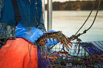 Measuring American lobster (Homarus americanus) to see if it is legal, Yarmouth, Maine, USA October. Model released.