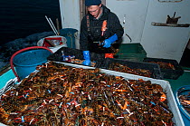Lobsterman puts rubber bands on American lobster (Homarus americanus) claws to prevent cannibalism, Yarmouth Maine USA October. Model released.