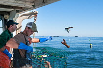 Men throwing Illegal American lobsters (Homarus americanus) back to the sea, Portland, Maine, USA October. Model released.