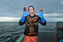 Lobsterman holds up American lobster (Homarus americanus) that is 9 pounds, it must be thrown back as it is over the maximum size, Yarmouth Maine, USA October. Model released.
