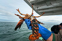 Lobsterman holds American lobster (Homarus americanus) female carrying eggs on underside of tail, it is illegal to catch animal with eggs so this will be returned to the sea, Yarmouth, Casco Bay Maine...