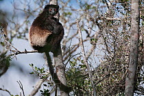 Milne-Edward's sifaka (Propithecus edwardsi), Lalatsara, Madagascar