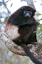 Milne-Edward's sifaka (Propithecus edwardsi), Lalatsara, Madagascar