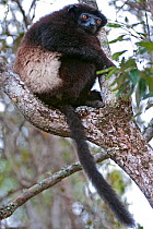 Milne-Edward's Sifaka (Propithecus edwardsi), Lalatsara, Madagascar