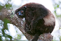 Milne-Edward's sifaka (Propithecus edwardsi), Ialatsara, Madagascar