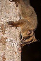 Pale Fork-marked Lemur (Phaner pallescens), Kirindy forest, Madagascar