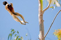 Crowned sifaka (Propithecus coronatus) leaping between trees, Katsepy, Madagascar