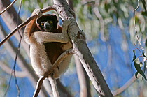 Crowned sifaka (Propithecus coronatus), Katsepy, Madagascar
