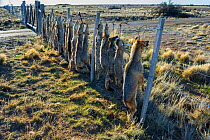 Dead Pampas fox (Lycalopex gymnocercus) Grey fox (Lycalopex culpaeus) and Geffroy's cat (Oncifelis geoffroyi) killed by sheep farmers and hung up to deter others, Patagonia, Argentina