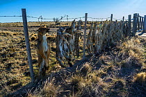 Dead Pampas fox (Lycalopex gymnocercus) Grey fox (Lycalopex culpaeus) and Geffroy's cat (Oncifelis geoffroyi) killed by sheep farmers and hung up to deter others, Patagonia, Argentina
