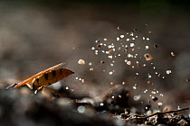 European beewolf (Philanthus triangulum) digging nest burrow, Budapest, Hungary