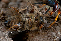 European beewolf (Philanthus triangulum) dragging bee prey to nest hole, Budapest, Hungary